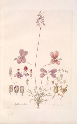 Ethiopia Tariku Kare Natural