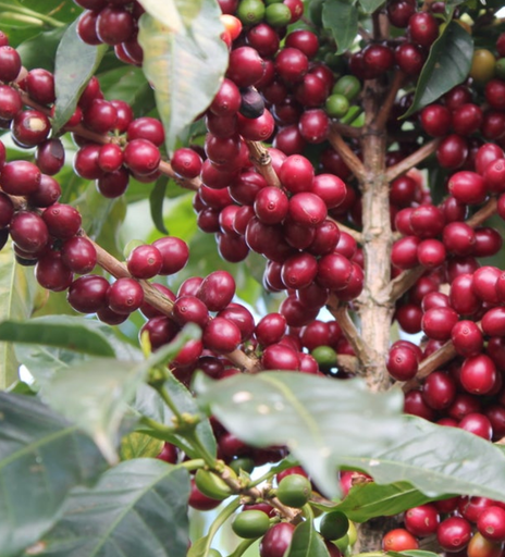 Costa Rica West Valley Narajo Espresso