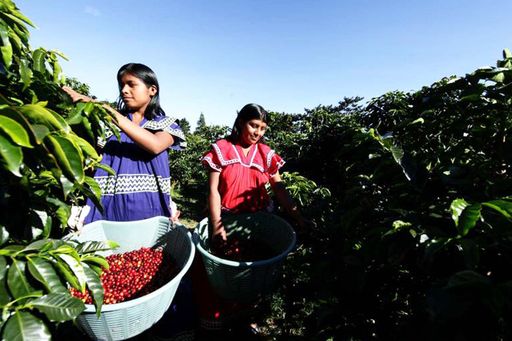 La Rosita - Catuai - Washed