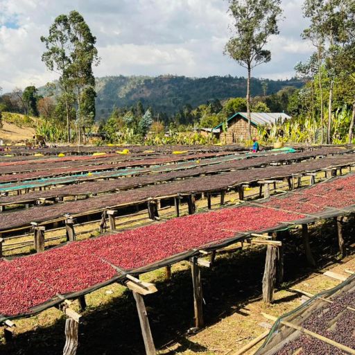 Ethiopia - Hambela Buku Abel (2016 & 2017 ToH #1)