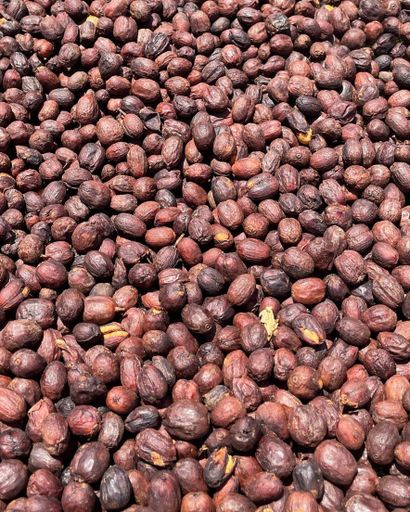 GUATEMALA | Santa Rosa Filter