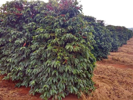 Brazylia Benedito Inacio