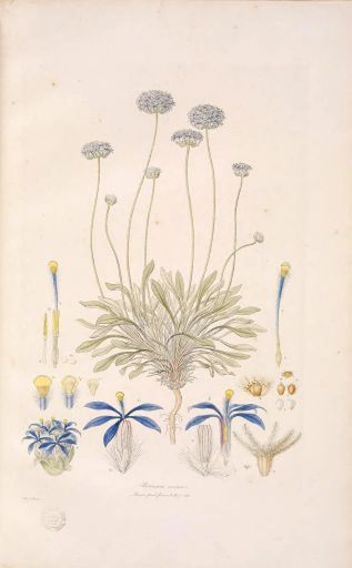 Decaf Mexico Esmeralda