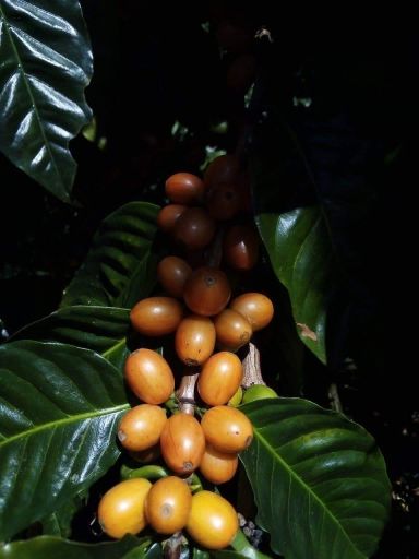 Nicaragua Yellow Pacamara Natural