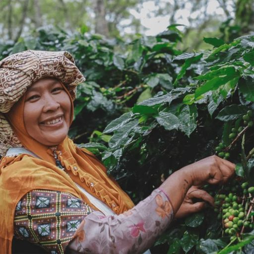 Dark Roast Sumatra Takengon