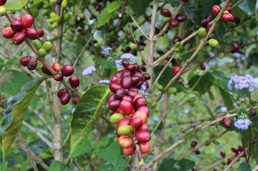 La Guacorera – Honduras