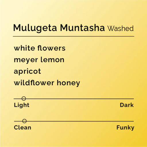 Mulugeta Muntasha - Washed