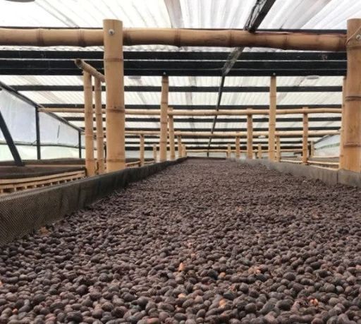 Colombia Santiago Patino Pink Bourbon Anaerobic Natural