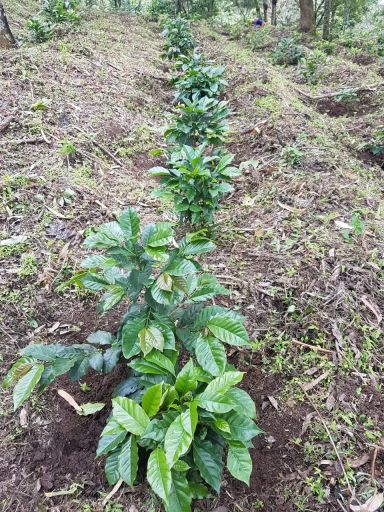 Guatemala Las Moras Natural Lot 1