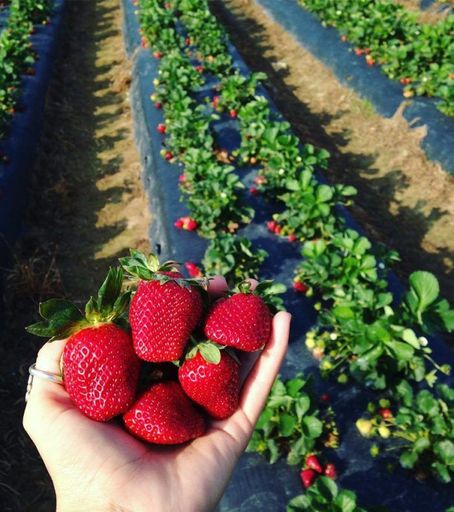 Colombia Villa Clara Scarlet