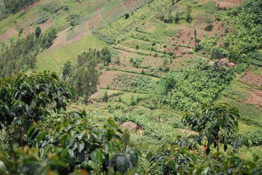 Kinini Village, Rwanda — Heartwood