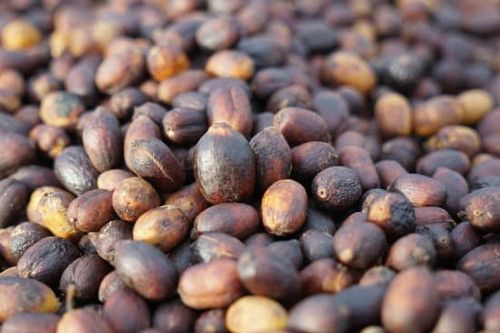 Fazenda Água Limpa Regenerative, Brazil – pulped natural Catuai