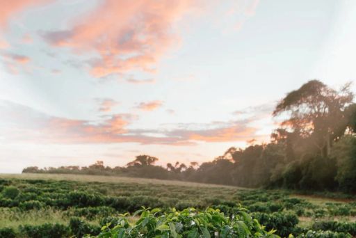Brasilien, Capricornio