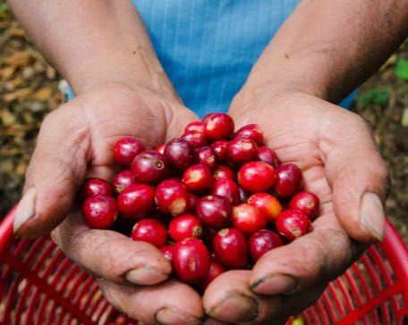 Guatemala | Huehuetenango Espresso