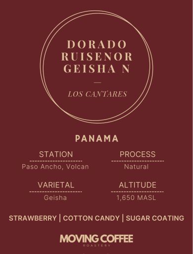 Cantar Dorado Ruisenor Geisha N