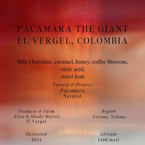 Pacamara the Giant, El Vergel, Colombia