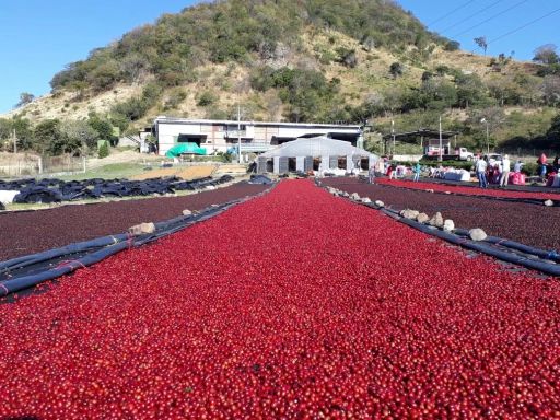 El Limoncello Anaerobic Natural