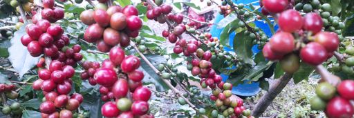 #60 Colombia, Ombligon Wet Fermented / Cofermented