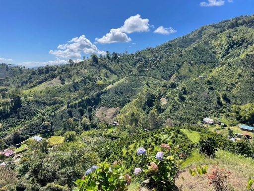 Ildefonso Cordoba Pink Bourbon