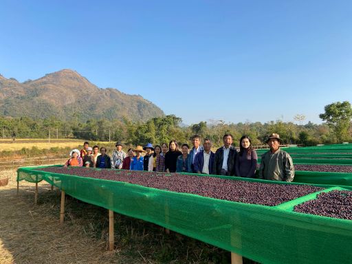 Myanmar Pha Yar Gyi Kone Natural