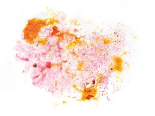 Panama Los Lajones Catuai