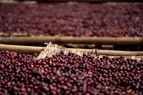 Ethiopia Hambela - Natural