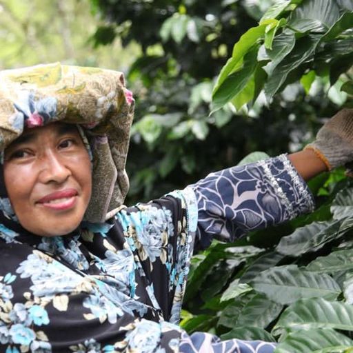 Café bio Indonésie KETIARA GAYO