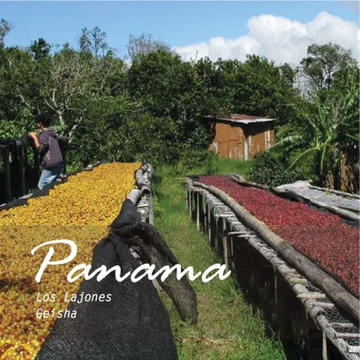 Panama Volcancito Los Lajones Geisha Washed