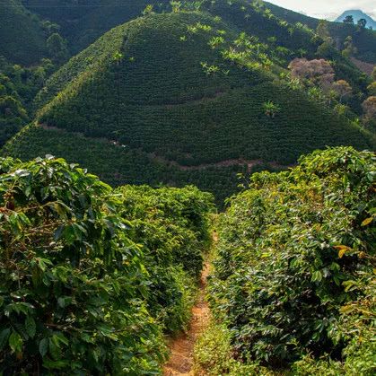 Decaf Colombia Valle De Cauca
