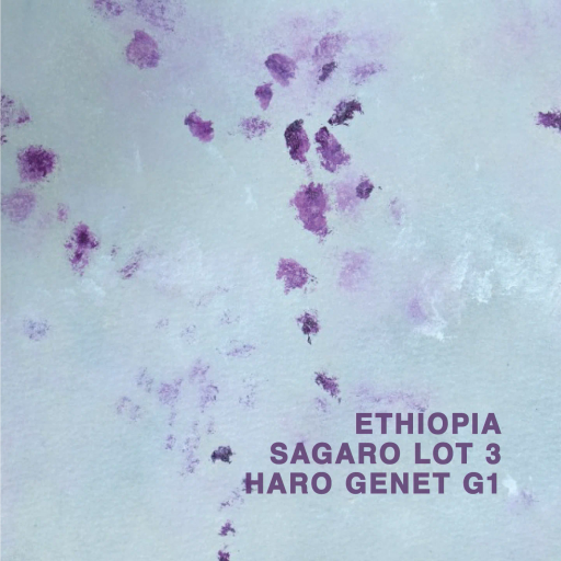 Ethiopia Sagara Haro Genet G1 Lot 3