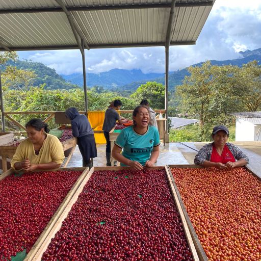 Ecuador Amazalia Typica Lot#1