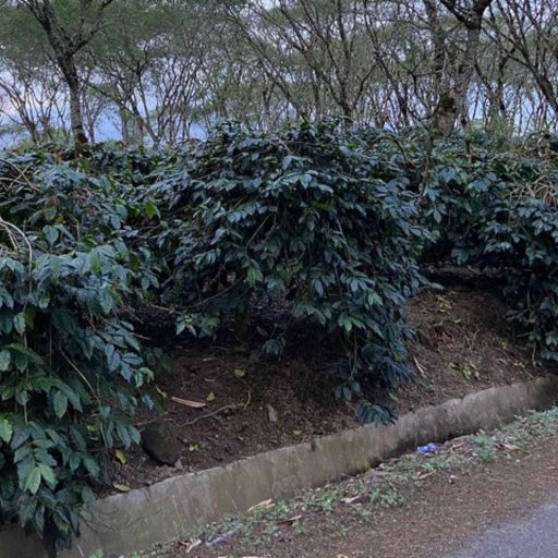 Indonesia, Team Pegasing