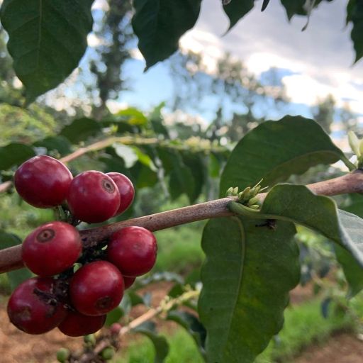 Kingero Estate AA - Washed - Kenya - 2024