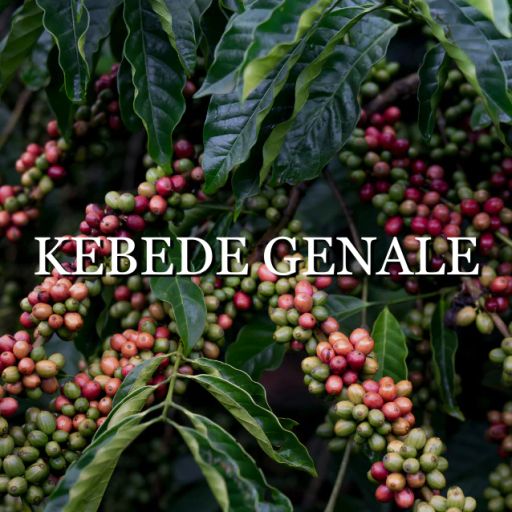 Ethiopia Kebede Genale