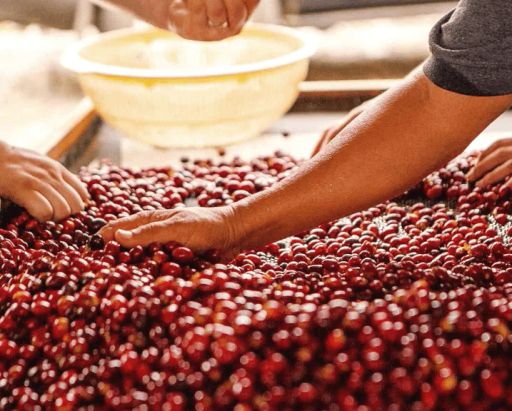 COLOMBIA | EL VERGEL NATURAL EA Sugarcane