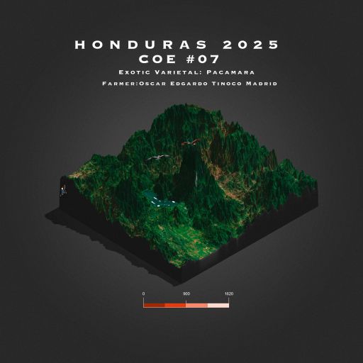 2025 Honduras COE # 7 | La Leona | Pacamara | Natural