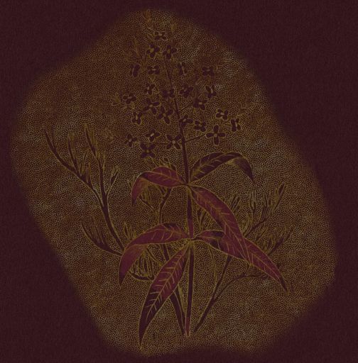 Hachi AME Natural Oxidative Gesha Panama