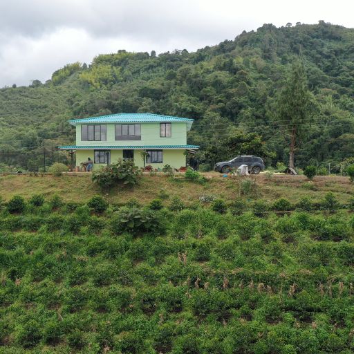 Tangerine Radiance & Violet Haze