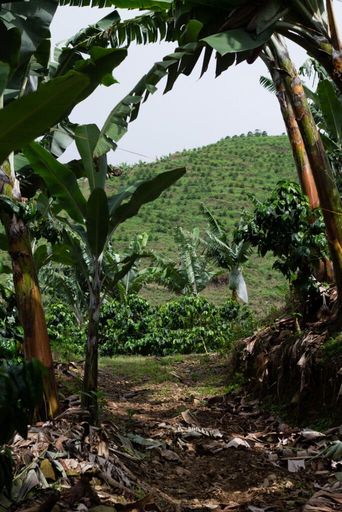 Kólumbíu kaffi - La Reserva - Anaerobic honey 36+96 klst.