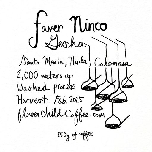 Faver Ninco - Gesha