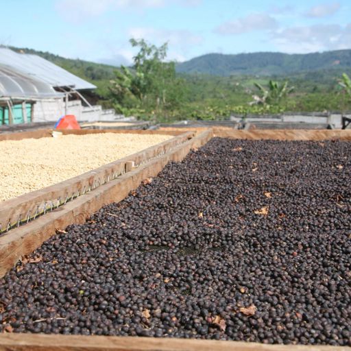 Indonesia, Team Pegasing - Avatara