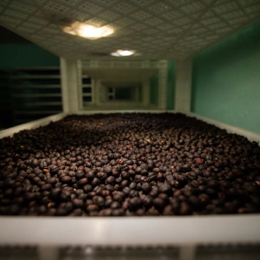 Ethiopia - Alo Sky Project - Divine