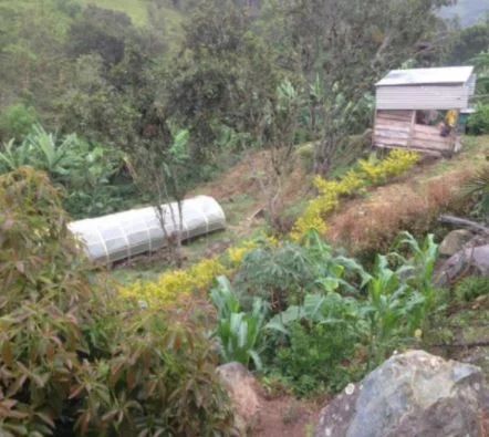 Colombia Cattleya Excelso