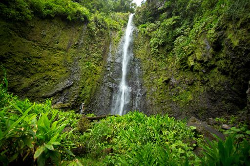 Costa Rica Aquiares Washed