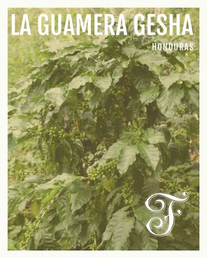 Honduras La Guamera Gesha