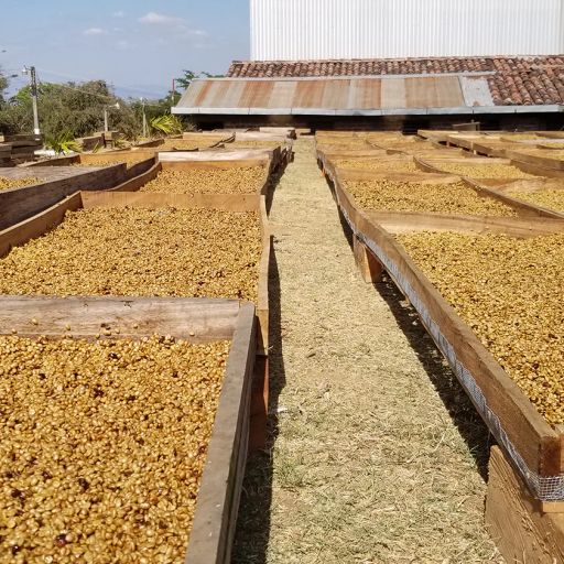 Las Nubes Washed, El Salvador