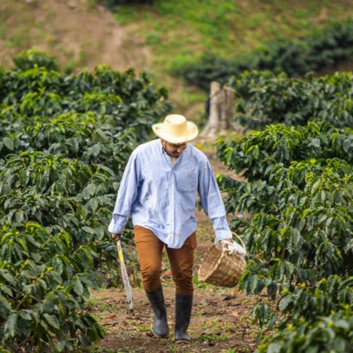 Honduras - Finca El Melocoton