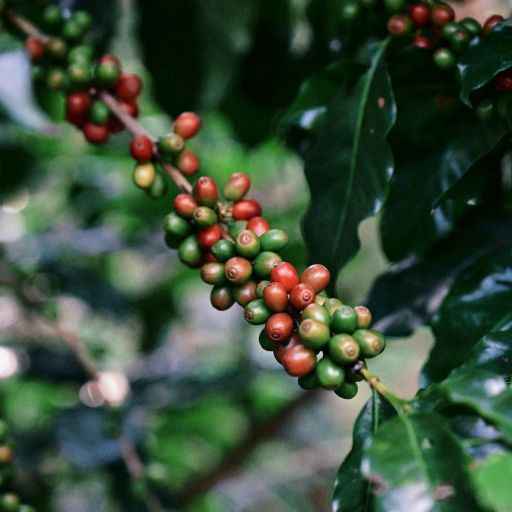 Colombia El Placer Pink Bourbon Washed