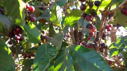 Colombia Atunkaa Decaf