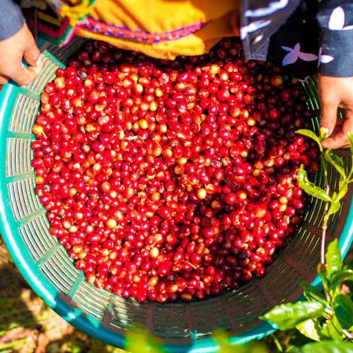 Panama Auromar Geisha